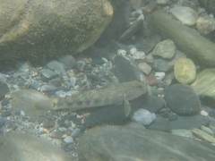 Rhinogobius gigas