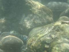 Sicyopterus lagocephalus