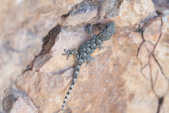 Moorish Gecko photo 2