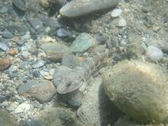 Rhinogobius gigas