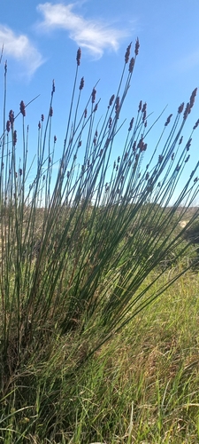 Image of Elegia tectorum by (c) Wilhelm van Zyl, some rights reserved (CC BY-SA)
