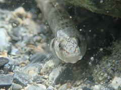 Rhinogobius gigas