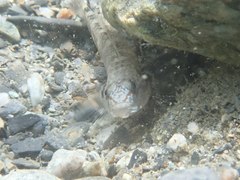 Rhinogobius gigas