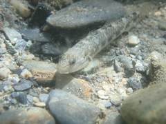 Rhinogobius gigas