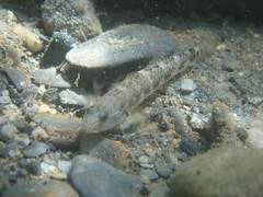 Rhinogobius gigas