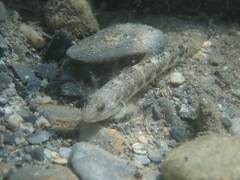 Rhinogobius gigas
