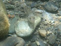 Rhinogobius gigas