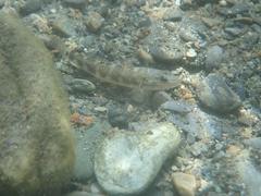 Rhinogobius gigas