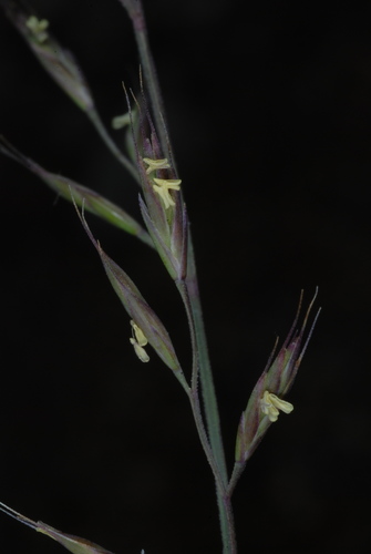 Image of Festuca brachyphylla by (c) Douglas Goldman, some rights reserved (CC BY-SA)