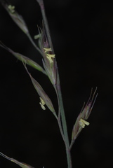 Festuca brachyphylla