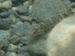 Rhinogobius formosanus