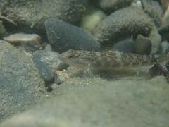 Rhinogobius formosanus