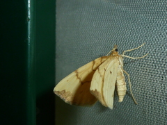 Gandaritis pyraliata