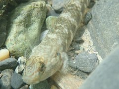 Rhinogobius gigas