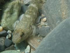 Rhinogobius gigas