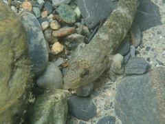 Rhinogobius gigas