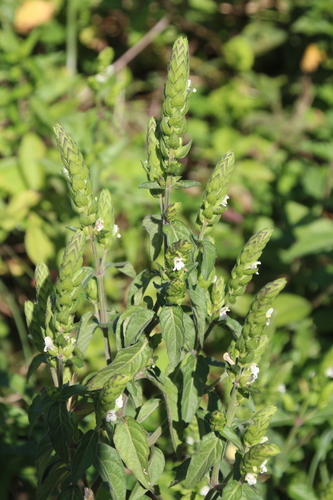 Image of Justicia betonica by no rights reserved