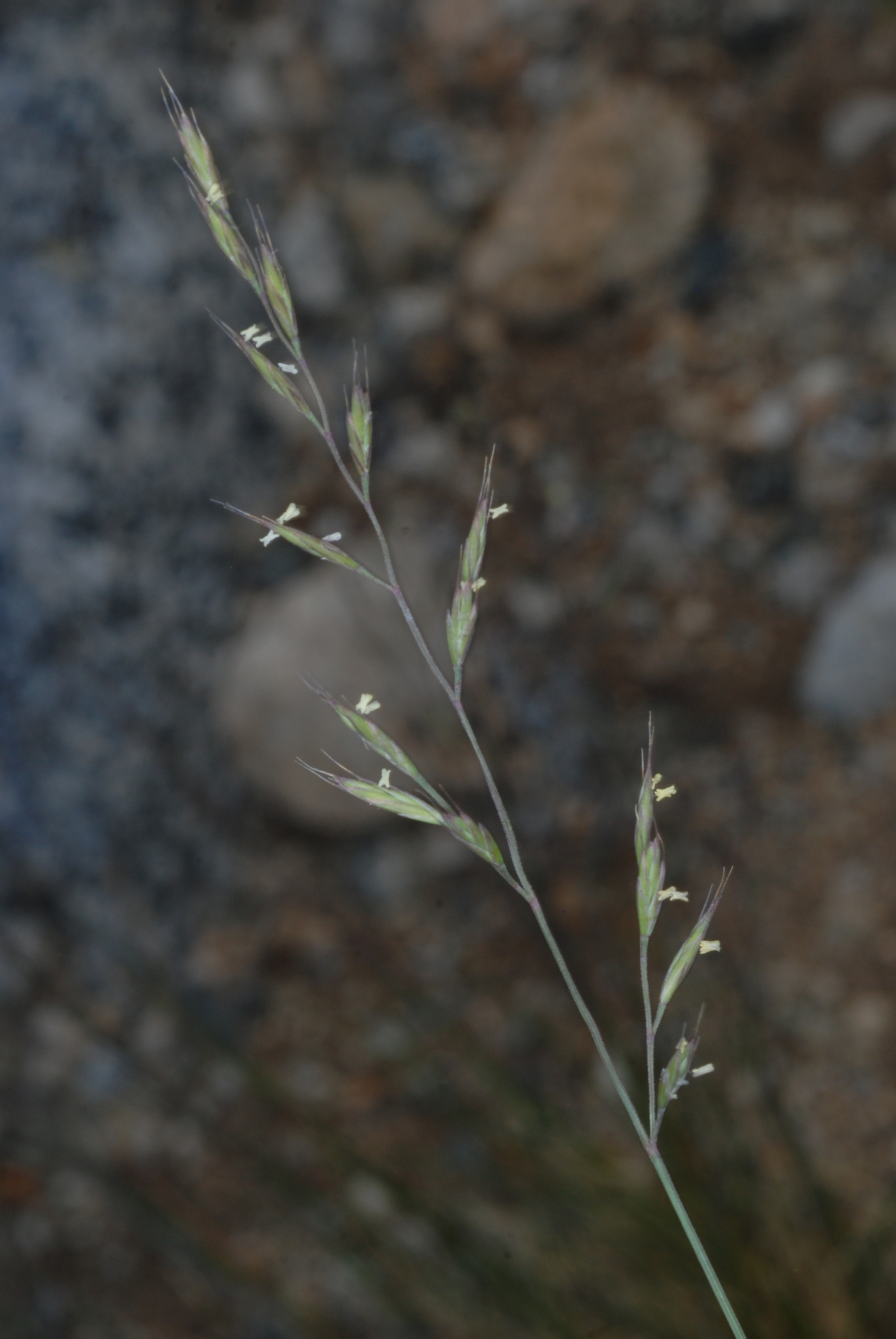 Festuca brachyphylla ssp. coloradensis