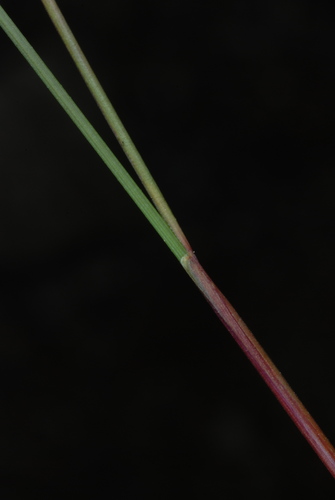 Image of Festuca brachyphylla by (c) Douglas Goldman, some rights reserved (CC BY-SA)