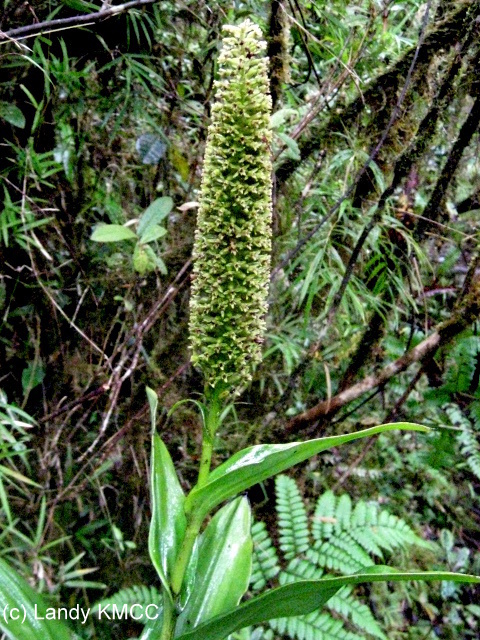 Benthamia majoriflora