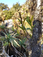 Polystachya transvaalensis