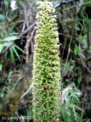 Benthamia majoriflora image