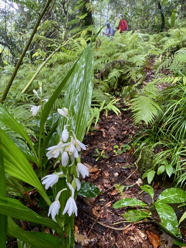 Calanthe amboinensis observed 2023-06-20
