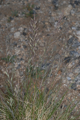 Image of Festuca brachyphylla by (c) Douglas Goldman, some rights reserved (CC BY-SA)