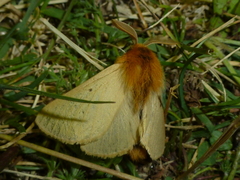 Lemonia taraxaci