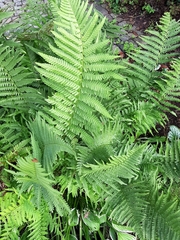 Dryopteris filix-mas