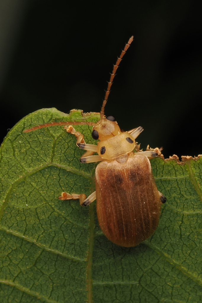 Pyrrhalta kwangtungensis