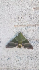 Oryba achemenides