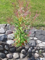 Chamaenerion angustifolium