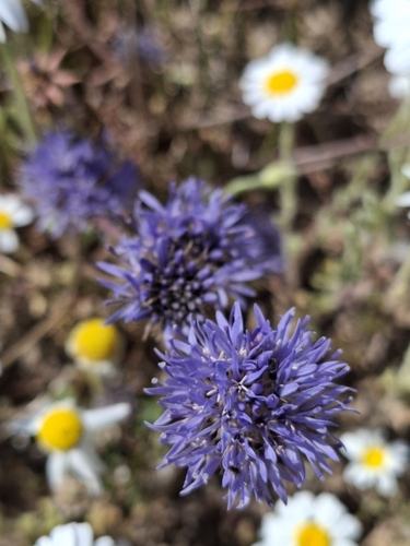 Jasione heldreichii, photograph 1