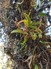 Angraecum chamaeanthus