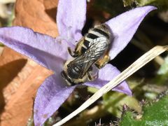 Lasioglossum leucozonium
