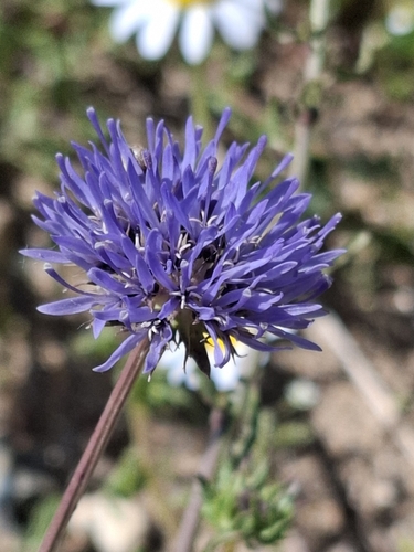 Jasione heldreichii, photograph 2