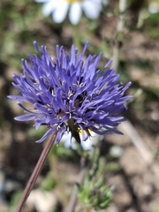 Jasione heldreichii, photograph author not stated, no rights reserved