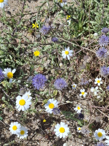 Jasione heldreichii, photograph 3