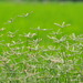 Crowsfoot Grasses - Photo no rights reserved, uploaded by 葉子