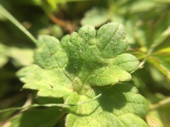Ranunculus