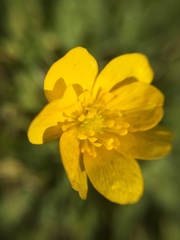Ranunculus