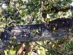 Polystachya transvaalensis