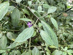 © Floyd E. Hayes, some rights reserved (CC-BY-NC)