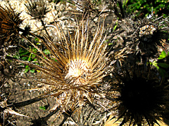 Berkheya carlinoides