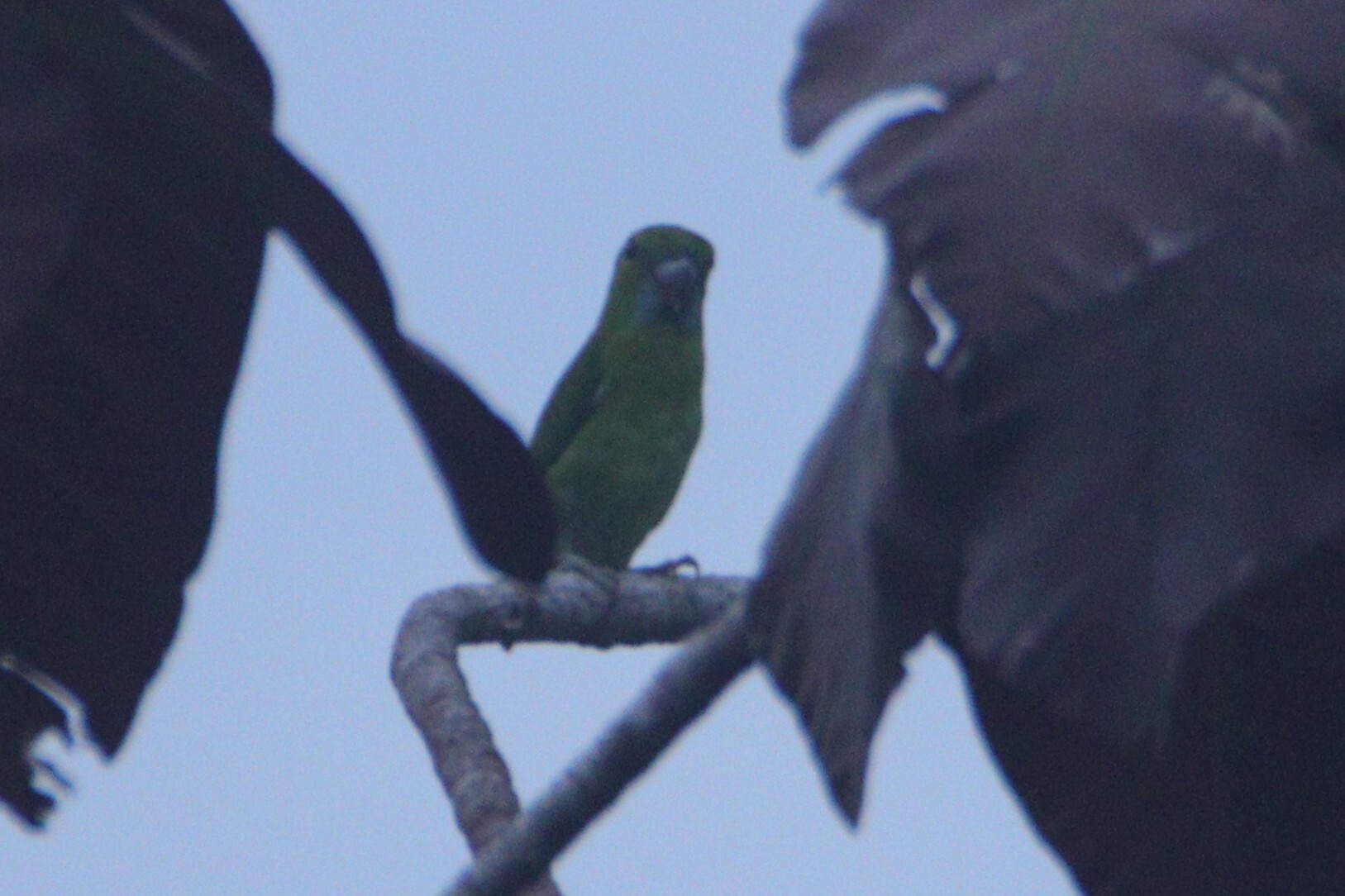 Guaiabero (Bolbopsittacus lunulatus), photo 1