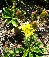 Berkheya carlinoides