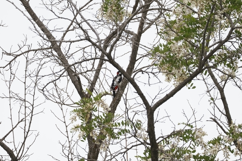 White-winged Woodpecker (Dendrocopos leucopterus), photo 4