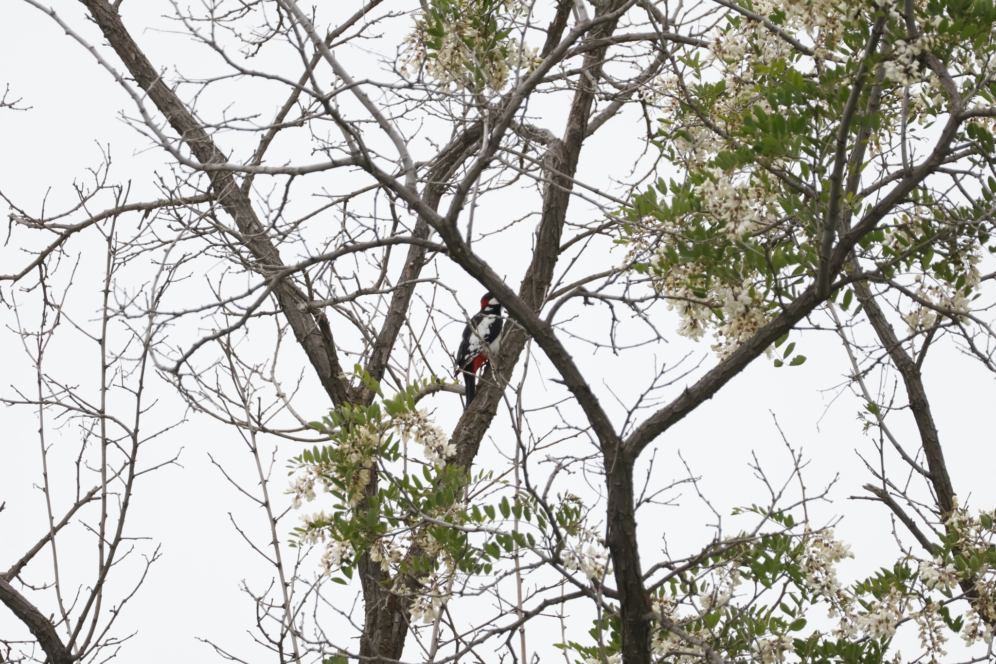 White-winged Woodpecker (Dendrocopos leucopterus), photo 4