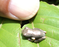 Osteocephalus oophagus